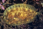 Zeugopterus punctatus