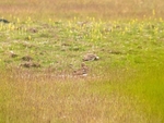 Stone Curlew