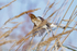 Reed Bunting (Emberiza schoeniclus) catching spider