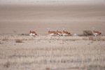 Great Bustards