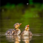 Nature portfolio