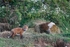 Fox Cub,County Louth