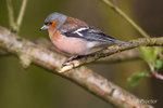 Male Chaffinch (Fringilla coelebs)
