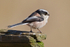 Long-tailed Tit