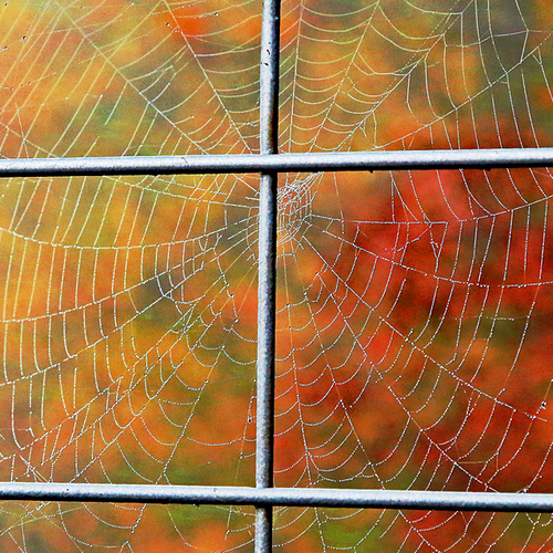 An orb-weaver's intricate architecture becomes more more noticeable in October - catching morning fog then backlit by…