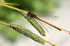 Red Damselfly