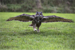 Eagle Owl