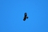 Golden Eagle