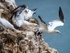 Gannets