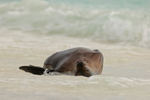 Galapagos Sea Lion lying on back in sea, Espanola, Galapagos