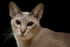 Frear-Cat04