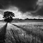 The Barley Field