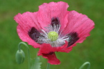POPPY