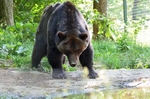 Brown Bear, Libearty Bear Sanctuary, Zărneşti, Brașov County, Romania