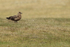Great Skua standing, Jokulsarlon, Iceland