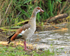 Egyptian Goose standing on the edge of Lake Baringo