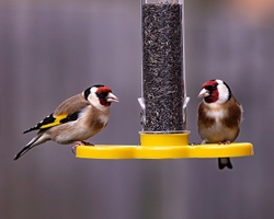 Animal world portfolio