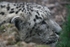 Snow Leopard