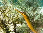 Pipefish