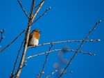 Robin