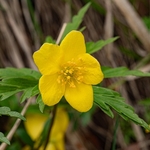 Yellow anemone (Anemone ranunculoides)