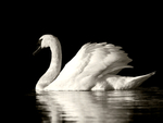 Mute swan