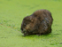 Muskrat feeding, Cranberry Marsh, Valemount, Canada