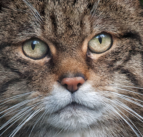 Scottish Wildcat