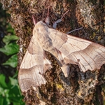 The oak hawk (Marumba quercus ) 