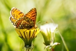 Meadow Fritillary Underside