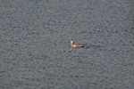 Grey Phalarope