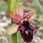 Promontory Orchid (Ophrys promontori) 