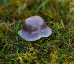 Yellow foot Waxcap