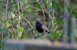 Blackbird