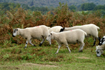 Ashdown Forest 11