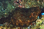 Microstomus kitt