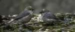 Bushtit pair, male and female