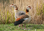 Egyptian Goose 2