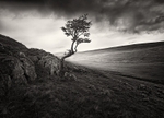 Lone Tree