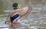 Mallard