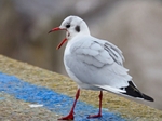 Black-headed Gull