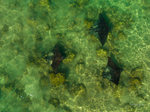 Spotted Eagle Rays 9