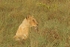 African Lioness (Timbavati, South Africa)