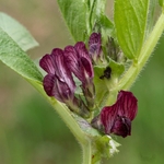 French vetch , Narbon vetch (Vicia narbonensis)