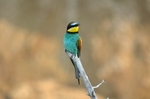 European Bee-eater