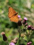 Dark Green Fritillary, Seacombe Bottom, Dorset