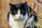 cat domestic-4125
