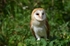 Barn Owl