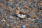 Snow Bunting