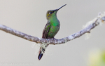 Violet- Fronted Brilliant